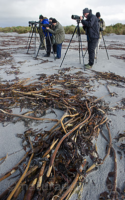 BB 14 0287 / Laminaria hyperborea / Stortare